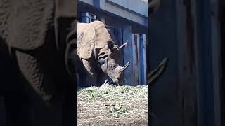 #多摩動物公園 #インドサイ #animals #zoo #shorts