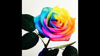 RAINBOW ROSE, देखे मेरे  गार्डन में  RAINBOW ROSE और जाने इसके बारे में i