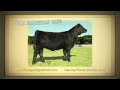 Vintage Angus Ranch: Annual Production Sale Oct. 9, 2011