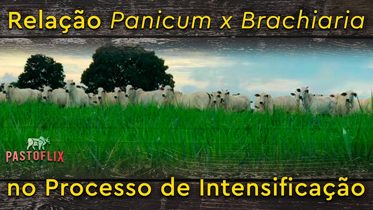 Pecuária Intensiva: Qual A Melhor Relação Entre Panicum E Brachiaria Em ...