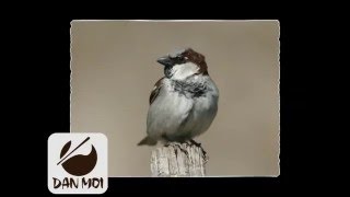 Birdcall House Sparrow - Vogelstimme Spatz / Sperling