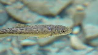 Mediterranean Barbel in Riera de St Aniol, Sadernes