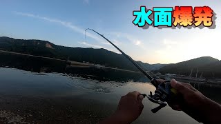 トップウォーター炸裂！何度も追いかけてくる魚に大興奮。