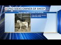 missing horse and sheep officer seeks owner before auction