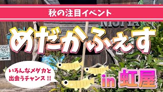 【日本メダカ協会熊本支部】待望の虹屋さんのイベント『めだかふぇす』!! その名の通り家族で楽しめる秋のメダカ祭り開催！