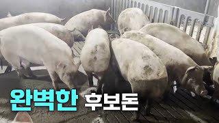 [AT면역사료] 완벽한 후보돈