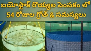 Bioflock shrimp farming 54days growth \u0026 Problems || బయోఫ్లాక్ రొయ్యల పెంపకం లో 54 రోజుల గ్రోత్