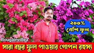 বোগেনভিলিয়া/বাগানবিলাস ফুল গাছে বেশি ফুল পাওয়ার সহজ টিপস | Bougainvillea flowering booster secret