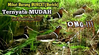 OMG.!! Mikat burung BURCET(berkik) ternyata mudah mp3 diputar langsung nyelonong