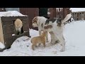 Самый бесстрашный щенок среднеазиатской овчарки алабай . the most fearless puppy alabai...