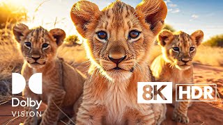 INCREDIBLE ANIMAL MOMENTS [ 8K HDR ] DOLBY VISION™