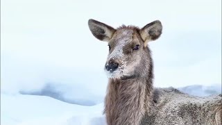 雪深い森に現れたワピチ　新疆ウイグル自治区