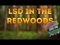 LSD In The Redwoods