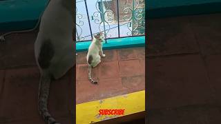 கடைக்கிப் போன அம்மாவ இன்னும் காணோமே #cat #catfunny #trending #viralvideo #shorts