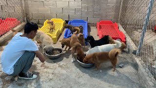 基地狗糧所剩無幾，給百條流浪狗做飯充饑，忙活壹天終于吃上飯了