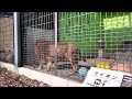 今年も咆哮の親子共演が聞けました（釧路市動物園　ライオンのアキラとゆうひ） lion bigcat