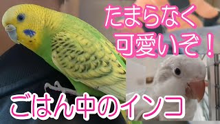 インコの食べる顔がたまらなく可愛い　ご飯/餌食べるインコ【インコの飼い方】〈♯345〉可愛いペット相棒