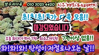 방우리다육에서 오늘 초!초!초 특가로 7천이상 군생 없어요 놀랍도록 멋진가격으로 만날수 있는 기회  | 기본2포트5천부터 7천까지 군생다육 다양하게!! *유료광고포함*