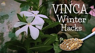 5 Tips For Growing Vinca Plant in Winters...