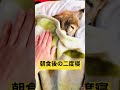 18歳はもう二度寝中　 カニンヘンダックス 老犬 18歳 ソラとシド