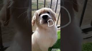 完狗填空.#fpy #fpyシ #pets #funnypets #petshorts #dog #funnydog #dogshorts