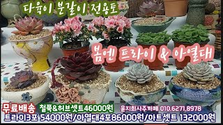 다육이 분갈이 전용토 트라이 & 아열대 💕올 여름 내 다육이 살리는 흙으로 봄 분갈이해요! 윤지희사주까페 010.6271.8978