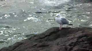 Watch these seagulls on the North Shore to de-stress yourself.AVI