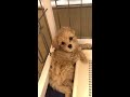 寝起き一番 大あくびをかます子犬マルプー【トイプードル×マルチーズ】