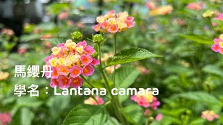 ［認識植物好好玩］「馬纓丹」學名：Lantana camara，在台灣台中市太平買菸場，大蔚阿昌（David Liao)[記錄美好］