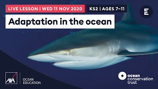 AXA #CoralLive 2020 | Adaptation in the ocean Ages 7-11