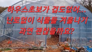 난로없는 하우스 선인장 겨울나기 죽었을까? 살았을까?