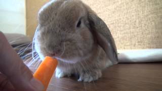 人参ガリガリ食べるです・・・　　うさぎのチャップ　　(The rabbit which eats a carrot)