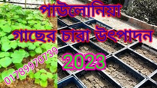 পাউলোনিয়া গাছের চারা উৎপাদন 2023 |Paulownia tree in Bangladesh