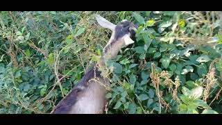 VLOG#97.SINAMAHAN AKO NI JACOB PARA MAGPASTOL NG KAMBING.#subscribe #viralvideo #goat #videos