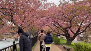 4K 90 seconds Cherry Blossoms Walk 2023 | Kawazu Sakura