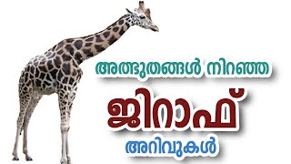 Giraffe Facts. Malayalam. Facts about giraffe. ജിറാഫിനെ കുറിച്ചു ചില രസകരമായ പുതിയ അറിവുകൾ