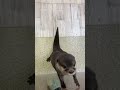 ジャンプ💕 カワウソ かわうそ コツメカワウソ 浅草 もふり放題 モフモフ エキゾチックアニマル otter smallclawedotter asakusa jump