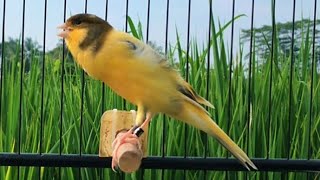 Canary's Most Powerful Song for Training! Belgian Canary Singing