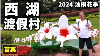 2024苗栗油桐花季～【西湖渡假村】遊園與賞花，更可看到油桐花與恐龍相遇，美麗的西湖湖畔觀景樓與湖畔風光，還有一覽奇幻燈光靈山洞！