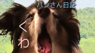 老犬パピヨン♂18才のパンさん日記　3