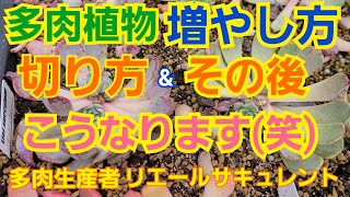 【多肉植物】【ガーデニング】多肉植物の増やし方‼️カットの仕方\u0026その後‼️こうなります🎵2022年3月18日