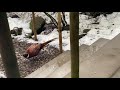 wild pheasant comes running when i shake the food bag