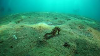 Hippocampus at Stratoni Halkidiki Greece