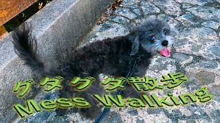 【字幕4K】愛犬と大好きな金武町をお散歩したのにグダグダになってしまった