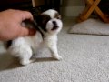 Japanese Chin Puppy playing!