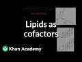 Lipids as cofactors and signaling molecules | Chemical processes | MCAT | Khan Academy