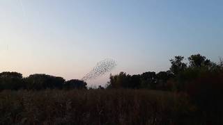 Vogelschwarm in der Lobau