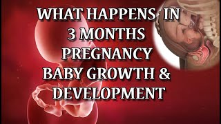 What Happens at 3 Months Pregnancy? 12 Weeks Pregnant Symptoms and Baby's Development