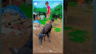 Dhiri dhiri nach nach new video song buffalo 🐃🙂 for enjoy #buffalo #viral #virlvideo new video viral