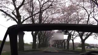 車載動画：海軍道路の桜並木 横浜市瀬谷区 2013/3/30